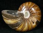 Cretaceous Nautilus Fossil - Madagascar #15000-1